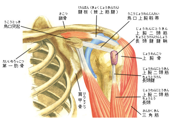 科研製薬株式会社