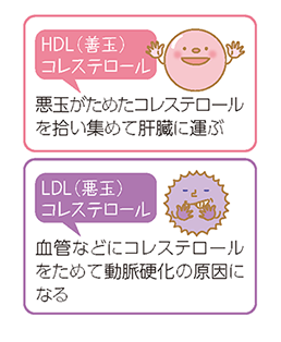 HDL（善玉）コレステロール: 悪玉がためたコレステロールを拾い集めて肝臓に運ぶ LDL（悪玉）コレステロール: 血管などにコレステロールをためて動脈硬化の原因になる