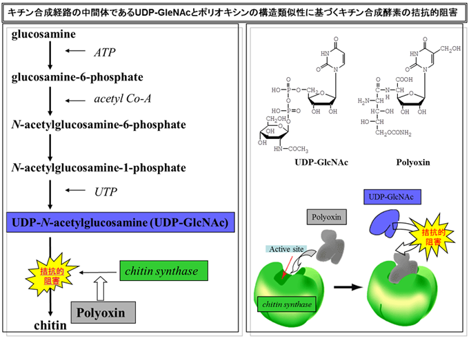 キチン合成経路の中間体であるUDP-GleNAcとポリオキシンの構造類似性に基づくキチン合成酵素の拮抗的阻害