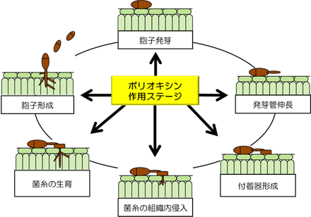 ポリオキシン作用ステージ