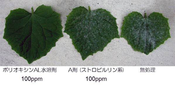 QoI剤耐性きゅうり・うどんこ病への効果