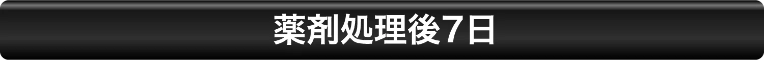 薬剤処理後7日