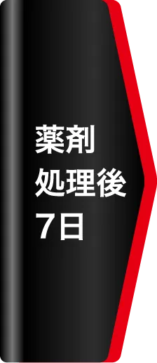 薬剤処理後7日