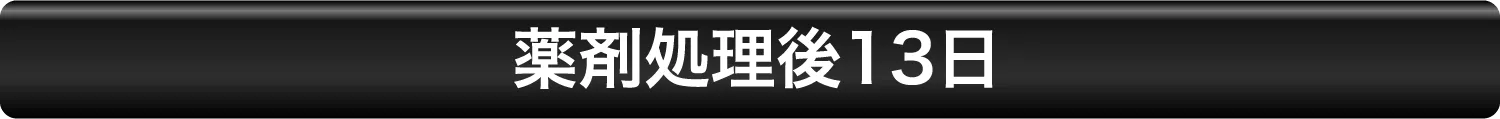 薬剤処理後13日