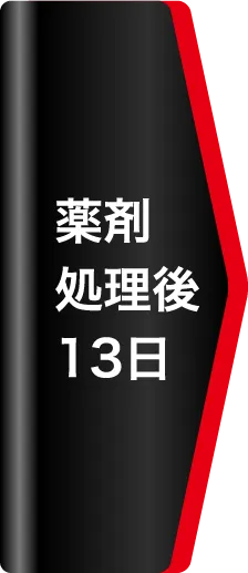 薬剤処理後13日