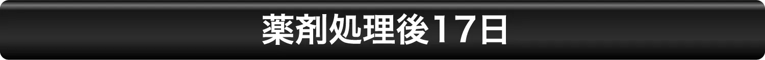 薬剤処理後13日