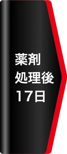 薬剤処理後13日