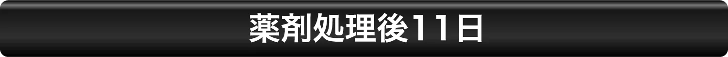 薬剤処理後11日