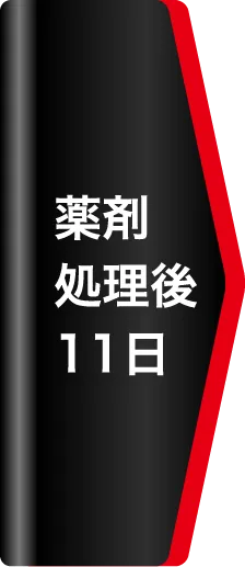 薬剤処理後11日