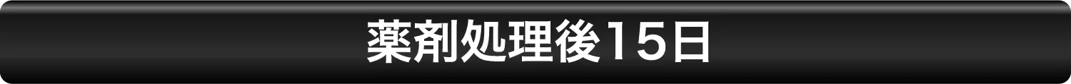 薬剤処理後15日