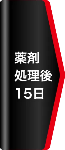 薬剤処理後15日