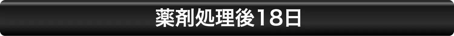 薬剤処理後18日