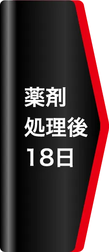 薬剤処理後18日