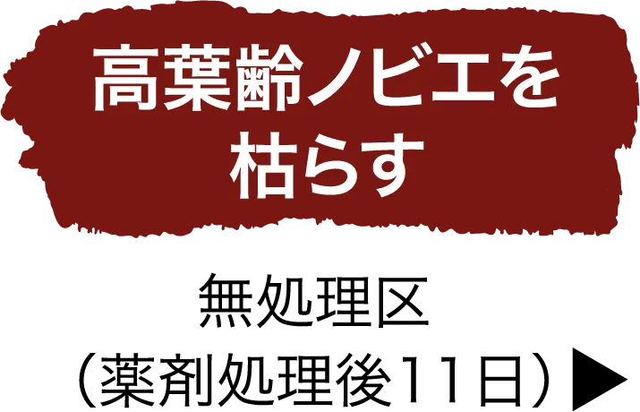 高葉齢ノビエを枯らす 無処理区（薬剤処理後7日）