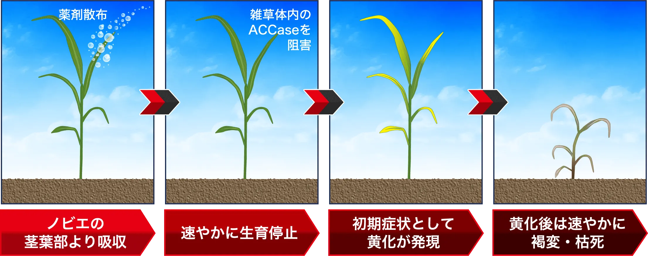 メタミホップの作用機作