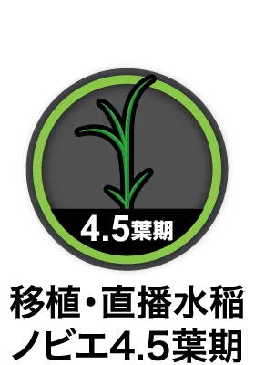 移植水稲ノビエ7葉期