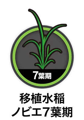 移植水稲ノビエ7葉期