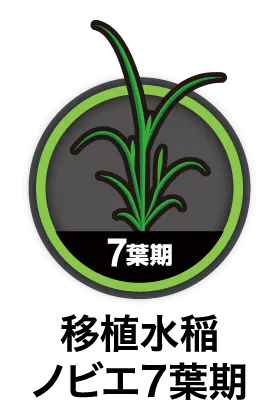 移植水稲ノビエ7葉期