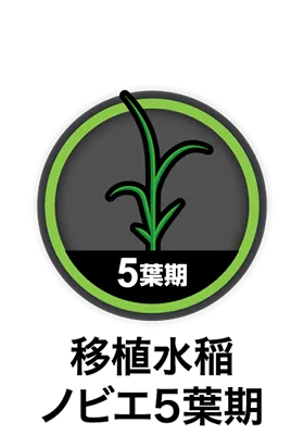 移植水稲ノビエ5葉期