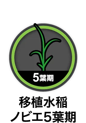 移植水稲ノビエ5葉期