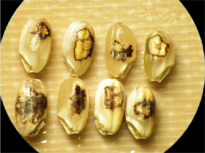 斑点⽶被害の画像