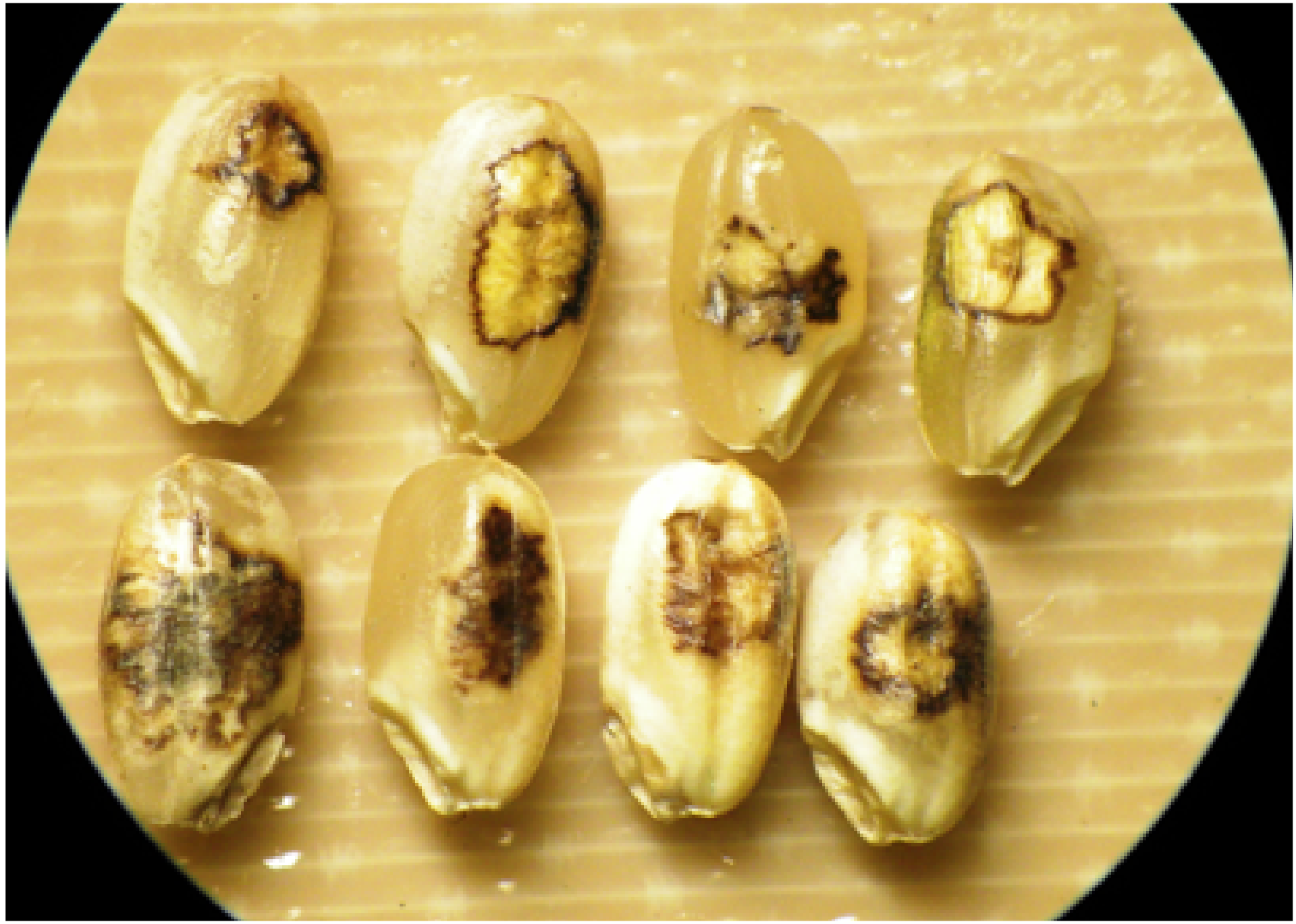 斑点⽶被害の画像