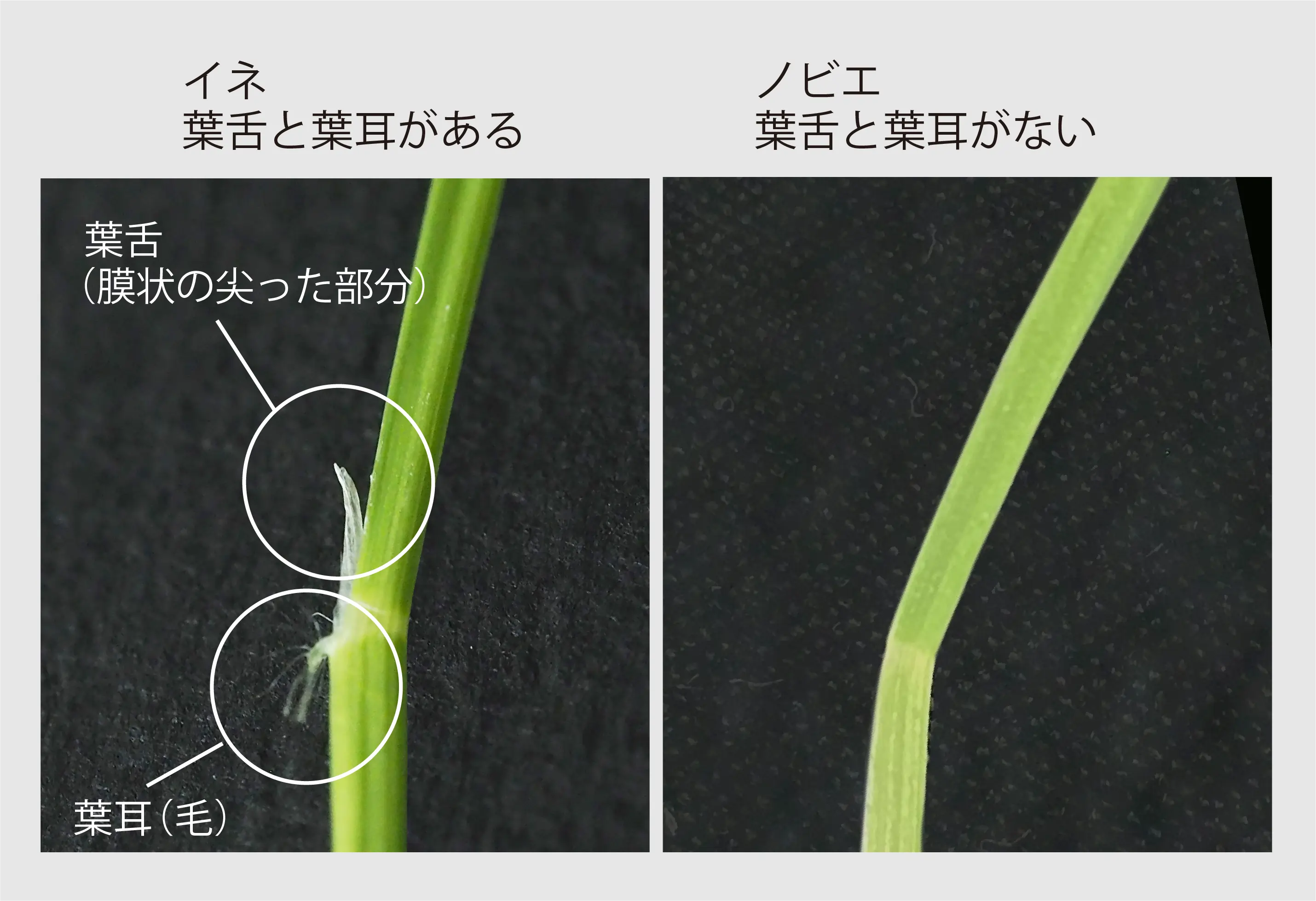 稲とノビエの⾒分け⽅の画像