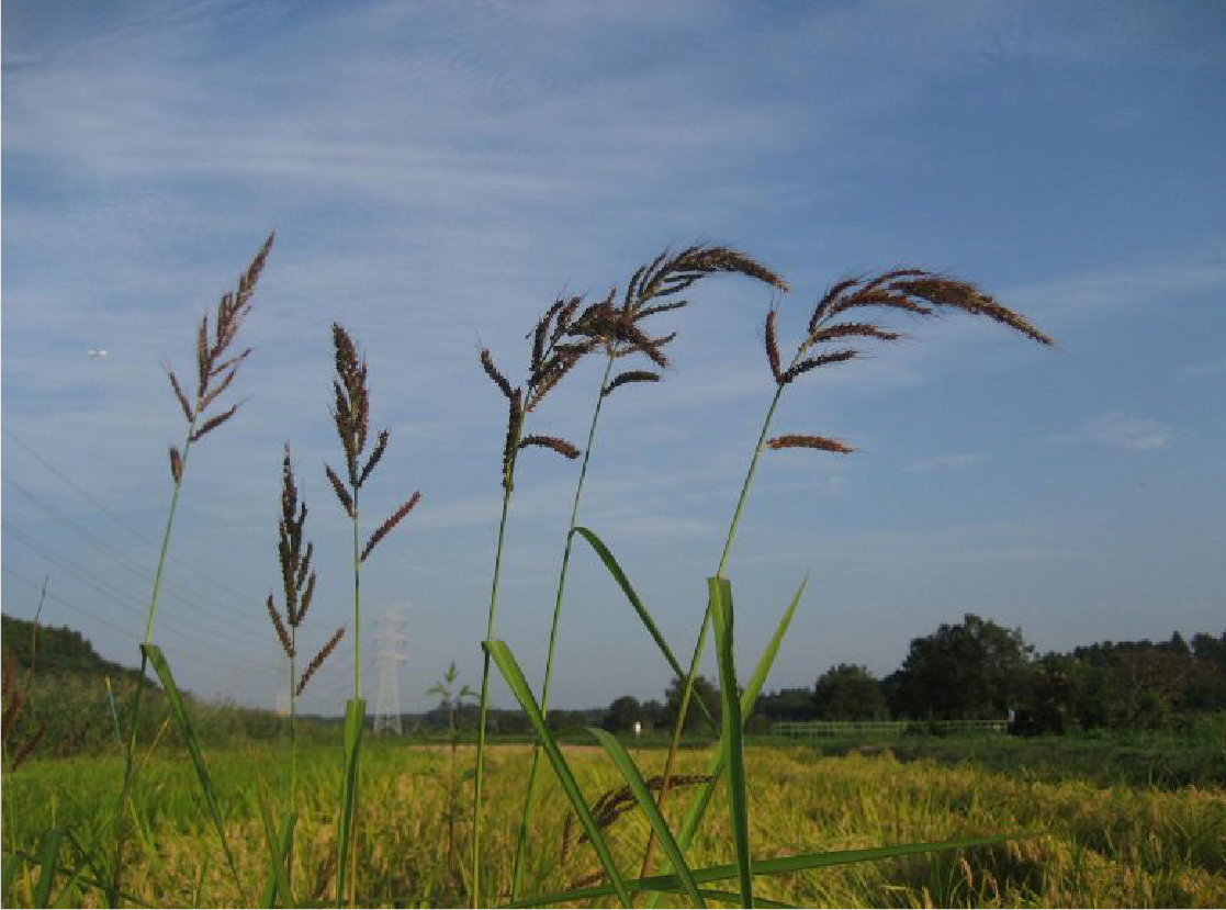 ノエビとはの画像