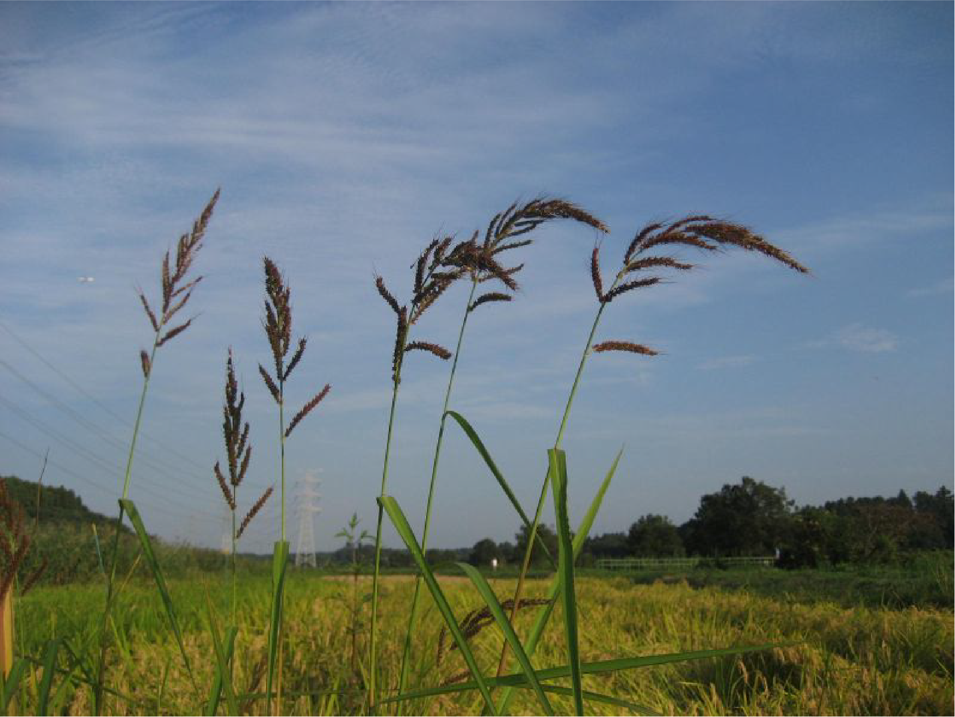 ノエビとはの画像