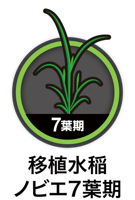 移植水稲ノビエ7葉期