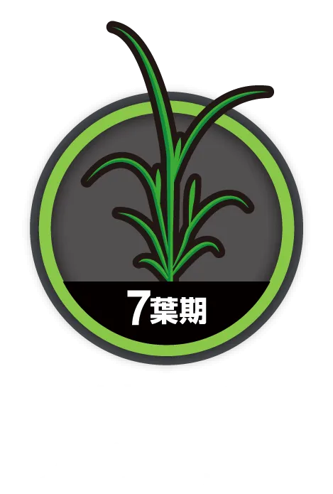 移植水稲ノビエ7葉期