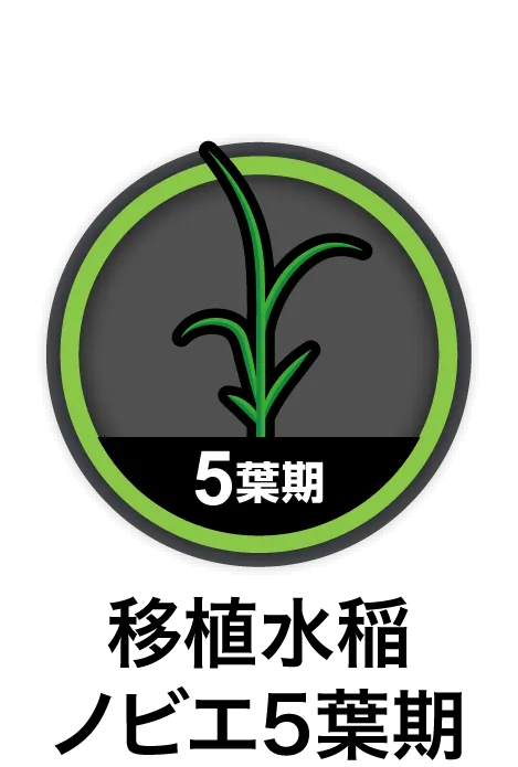 移植水稲ノビエ5葉期